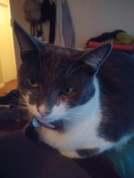Lost Male Cat last seen Oak Park Elementary School, Fontana, CA 92337