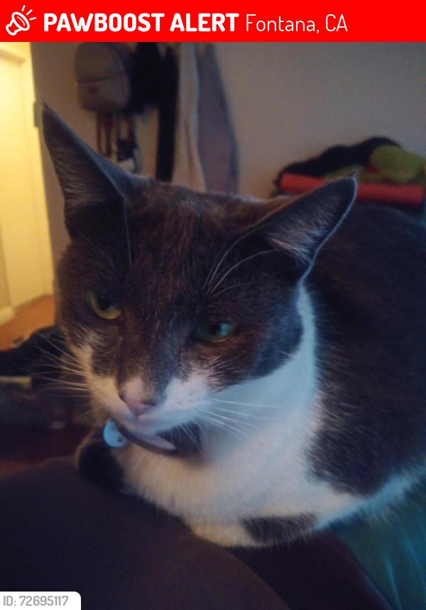 Lost Male Cat last seen Oak Park Elementary School, Fontana, CA 92337