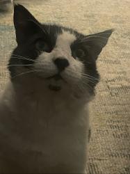 Lost Male Cat last seen Burger Island, corner shopping center of NW Hwy and Centerville, Garland, TX 75041
