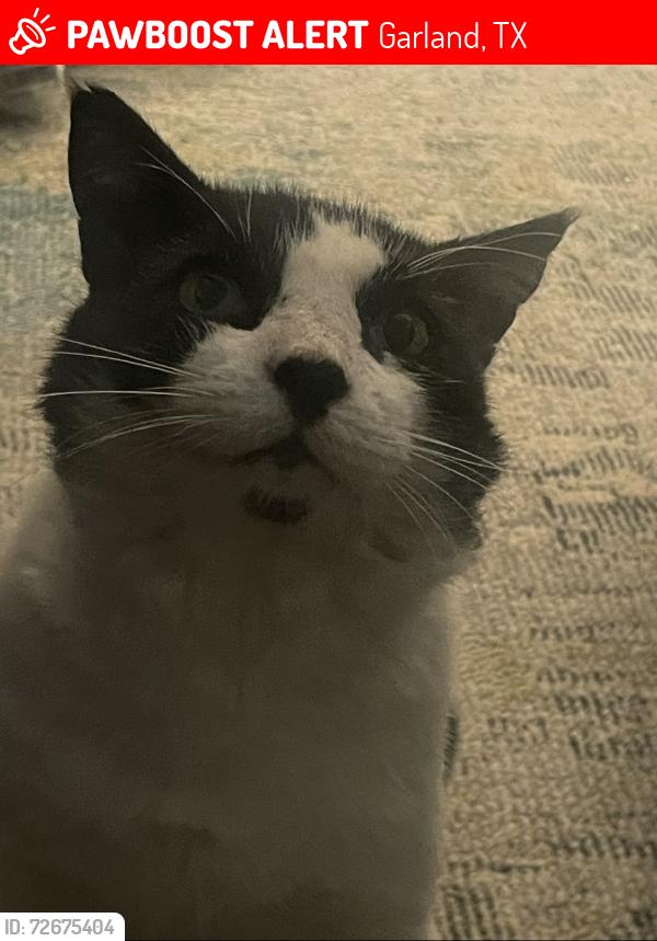 Lost Male Cat last seen Burger Island, corner shopping center of NW Hwy and Centerville, Garland, TX 75041