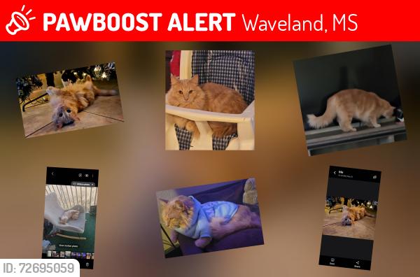 Lost Male Cat last seen Bering and Santiago off of Kiln Waveland Cutoff, Waveland, MS 39576