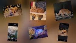 Lost Male Cat last seen Bering and Santiago off of Kiln Waveland Cutoff, Waveland, MS 39576