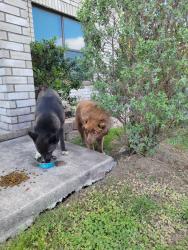 Found/Stray Male Dog last seen Meadowbrook clbh, Converse, TX 78109