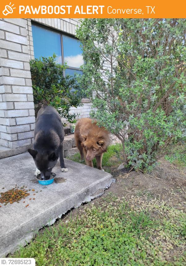 Found/Stray Male Dog last seen Meadowbrook clbh, Converse, TX 78109