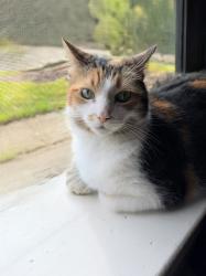 Lost Female Cat last seen Park Row & Westgreen, Katy, TX 77449