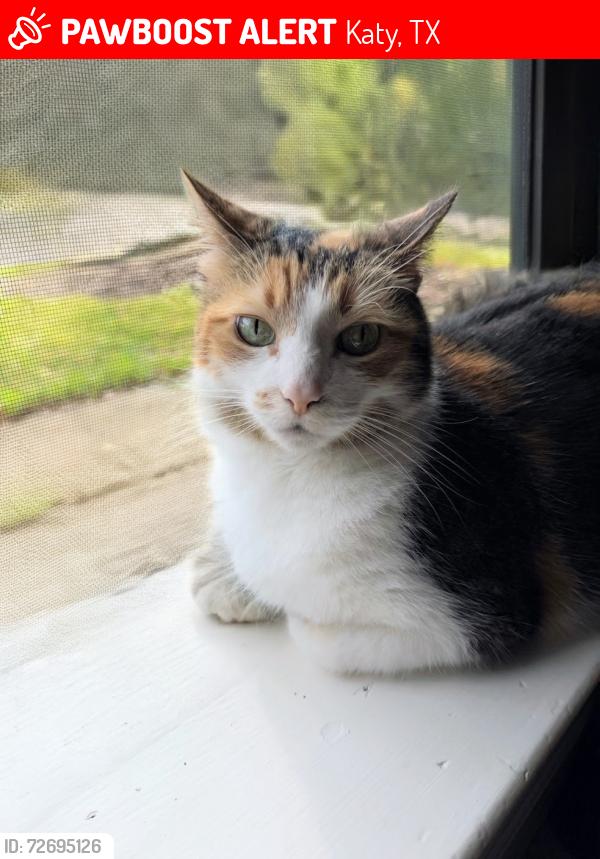 Lost Female Cat last seen Park Row & Westgreen, Katy, TX 77449