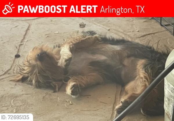 Lost Female Dog last seen Park Row,Park Row and Pioneer, Parwk Row and Watson, Park Row and Susan, Arlington, TX 76010