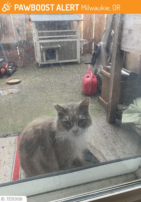 Found/Stray Unknown Cat last seen 82ave, Milwaukie, OR 97222