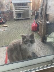 Found/Stray Unknown Cat last seen 82ave, Milwaukie, OR 97222