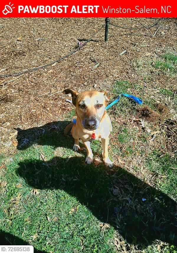 Lost Female Dog last seen Near Westdale Ave NW, Winston-Salem, NC 27101, Winston-Salem, NC 27101