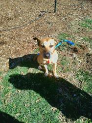 Lost Female Dog last seen Near Westdale Ave NW, Winston-Salem, NC 27101, Winston-Salem, NC 27101