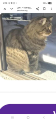 Reunited Male Cat last seen Elk and 99, Talent, OR 97540