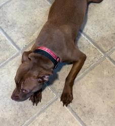 Found/Stray Unknown Dog last seen Tussing Rd , Columbus, OH 43068