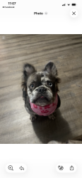 Lost Female Dog last seen 57th and sheridan , Tulsa, OK 74135