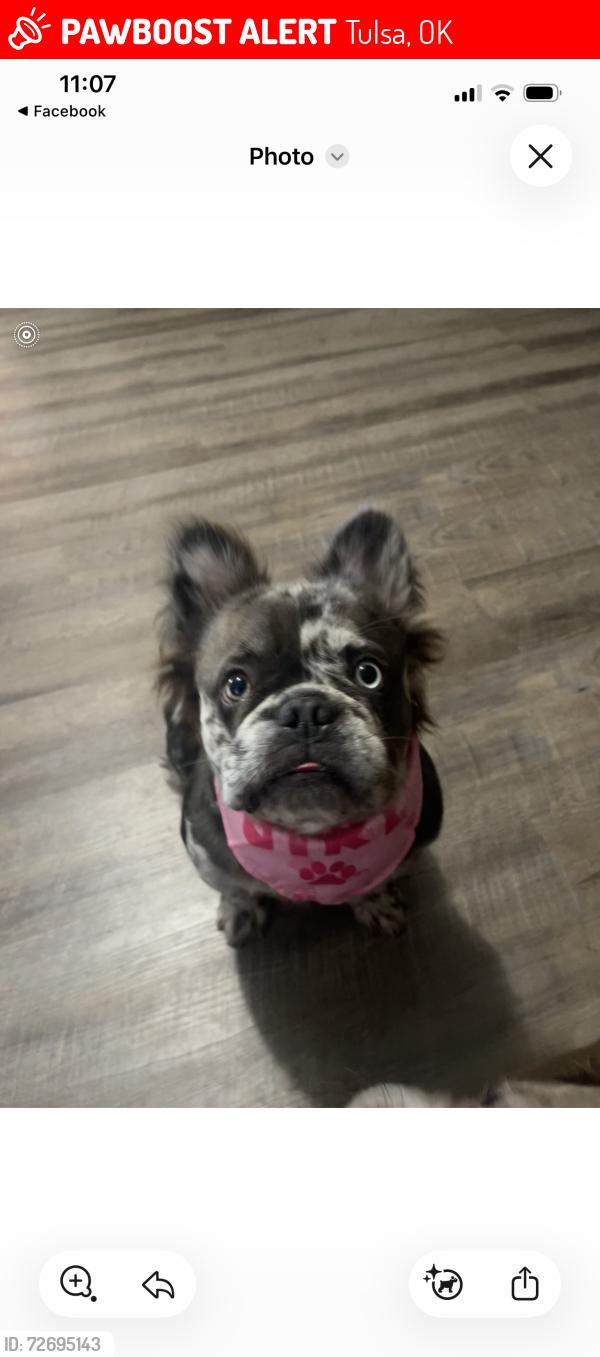Lost Female Dog last seen 57th and sheridan , Tulsa, OK 74135