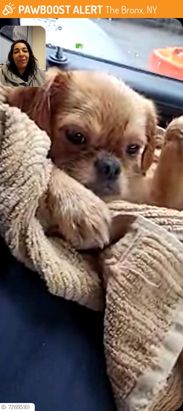 Found/Stray Female Dog last seen Bronx, The Bronx, NY 10462