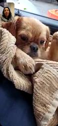 Found/Stray Female Dog last seen Bronx, The Bronx, NY 10462