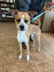 Found/Stray Male Dog last seen Stone and Matlock , Corpus Christi, TX 78418