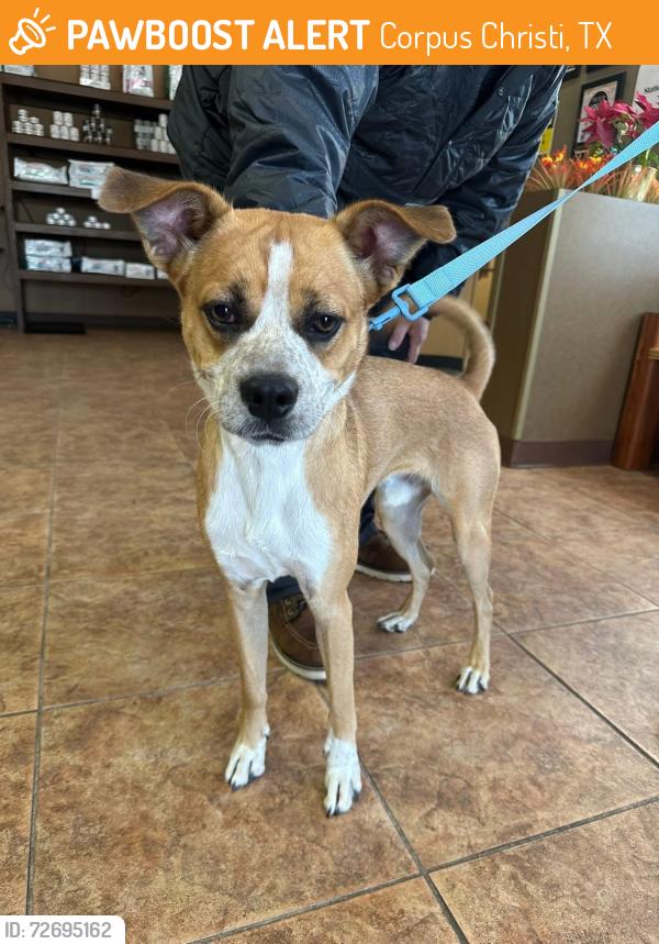 Found/Stray Male Dog last seen Stone and Matlock , Corpus Christi, TX 78418