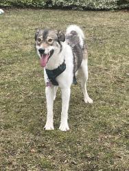 Found/Stray Unknown Dog last seen Grey and waterloo, London, ON N6B