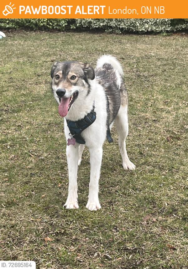 Found/Stray Unknown Dog last seen Grey and waterloo, London, ON N6B