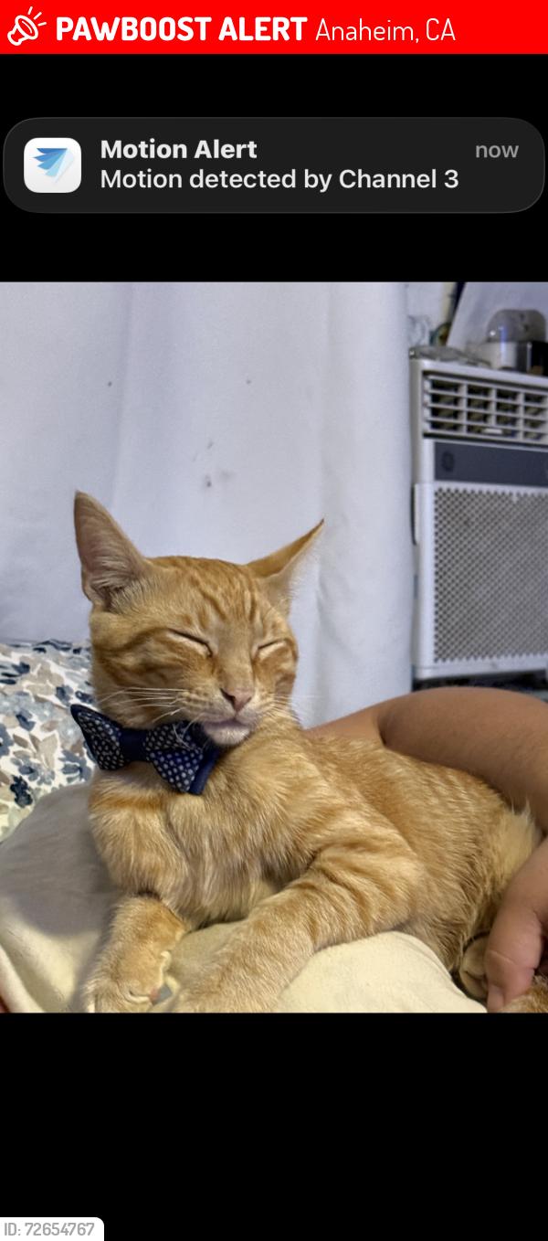 Lost Male Cat last seen orange and rosebay, Anaheim, CA 92804