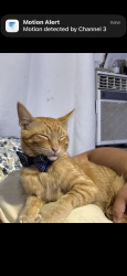 Lost Male Cat last seen orange and rosebay, Anaheim, CA 92804