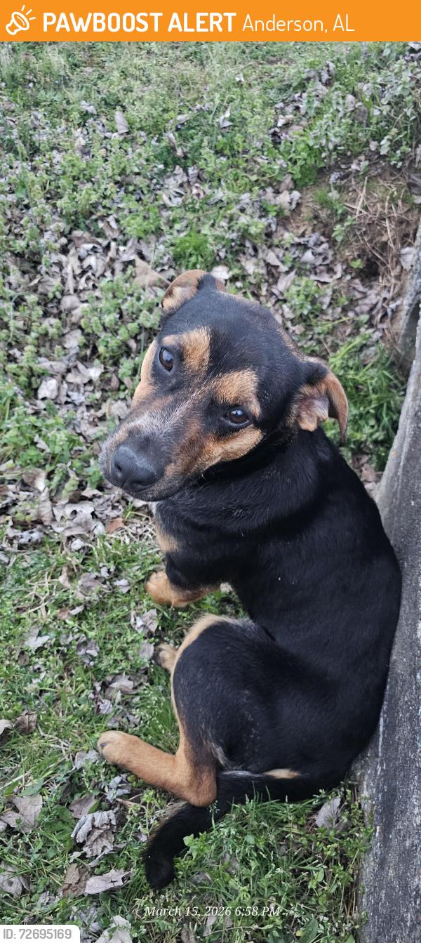 Found/Stray Male Dog last seen Betty highway and 509, Anderson, AL 35610