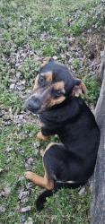 Found/Stray Male Dog last seen Betty highway and 509, Anderson, AL 35610