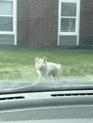 Found/Stray Unknown Dog last seen Near building 17 in enclave at eagle creek apmt complex, Indianapolis, IN 46254