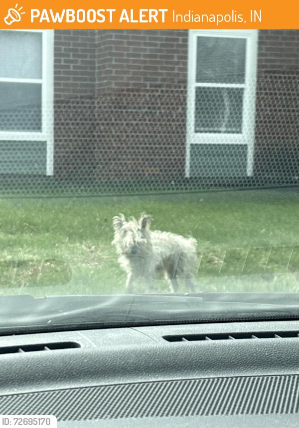 Found/Stray Unknown Dog last seen Near building 17 in enclave at eagle creek apmt complex, Indianapolis, IN 46254