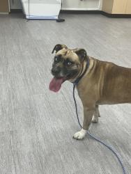 Found/Stray Female Dog last seen Raceway, Indianapolis, IN 46234