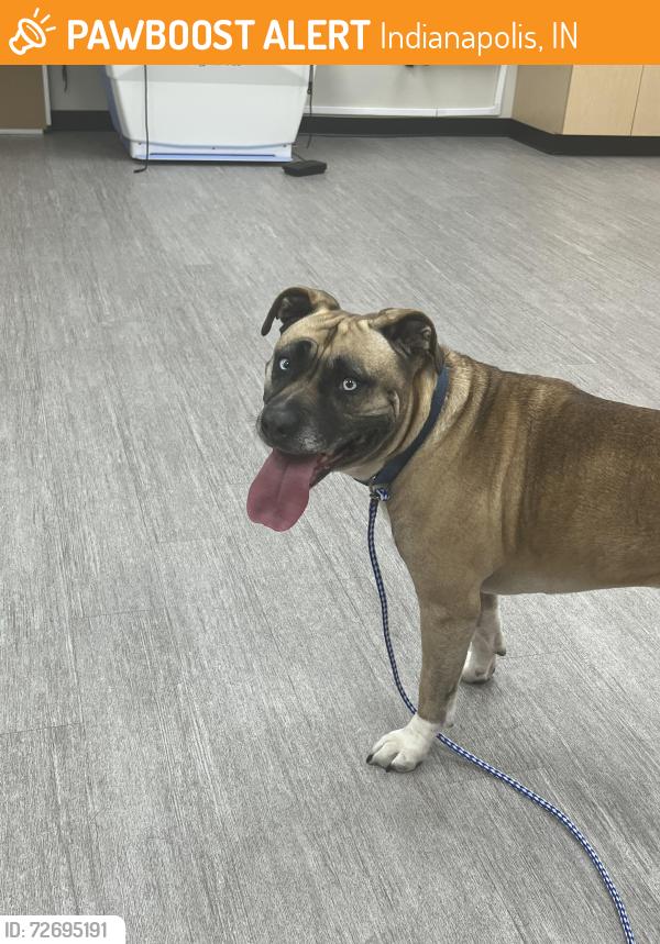 Found/Stray Female Dog last seen Raceway, Indianapolis, IN 46234