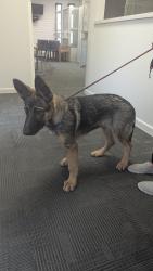 Found/Stray Male Dog last seen Waring & Thunder, Oceanside, CA 92056