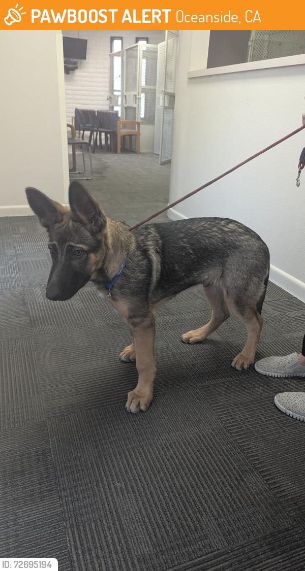 Found/Stray Male Dog last seen Waring & Thunder, Oceanside, CA 92056