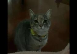 Lost Female Cat last seen Mill St, Woodstock, ON 