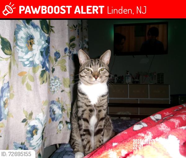 Lost Male Cat last seen St Marks Park, School #4, , Linden, NJ 07036