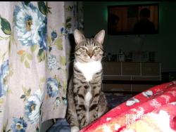 Lost Male Cat last seen St Marks Park, School #4, , Linden, NJ 07036