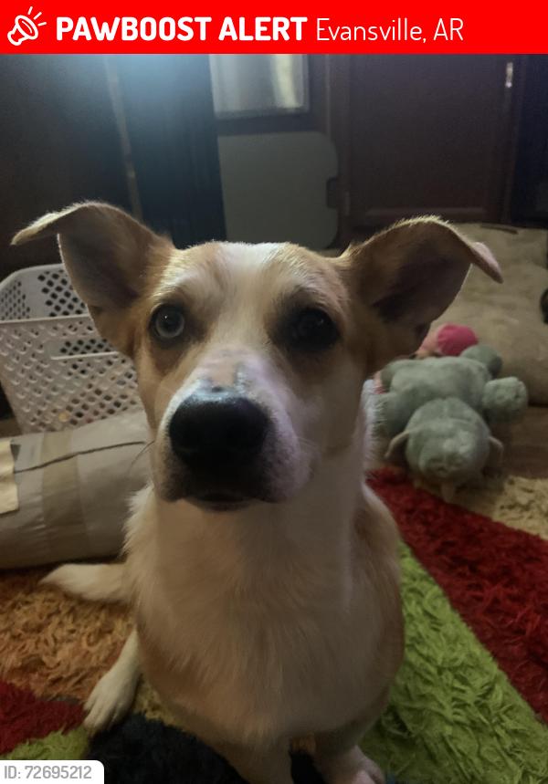Lost Male Dog last seen Near fire department , Evansville, AR 72948