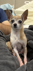 Lost Female Dog last seen Lake creek forest , Conroe, TX 77384