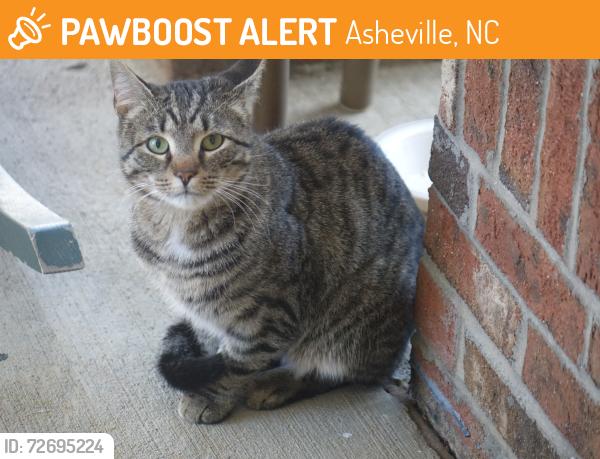 Found/Stray Unknown Cat last seen Near Strawbridge Court, Asheville, NC, Asheville, NC 28803