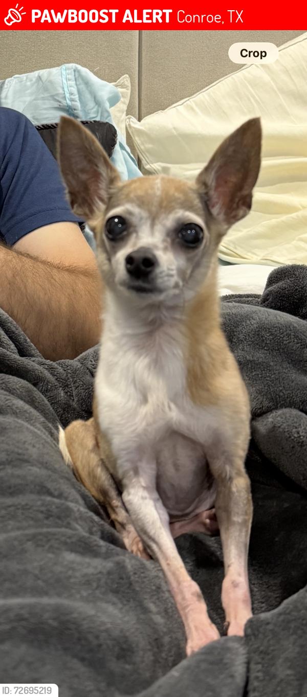 Lost Female Dog last seen Lake creek forest , Conroe, TX 77384