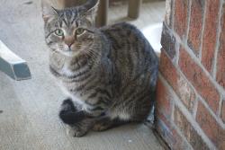 Found/Stray Unknown Cat last seen Near Strawbridge Court, Asheville, NC, Asheville, NC 28803
