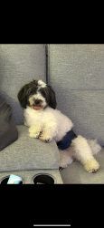 Lost Male Dog last seen N Hime , Tampa, FL 33607