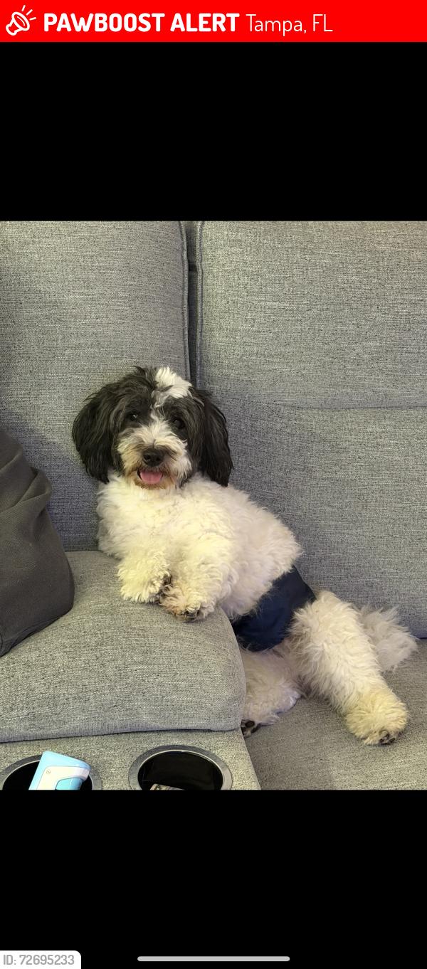 Lost Male Dog last seen N Hime , Tampa, FL 33607