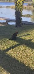 Found/Stray Unknown Cat last seen Saunders Drive and Lakeview Street, Tavares, FL 32778