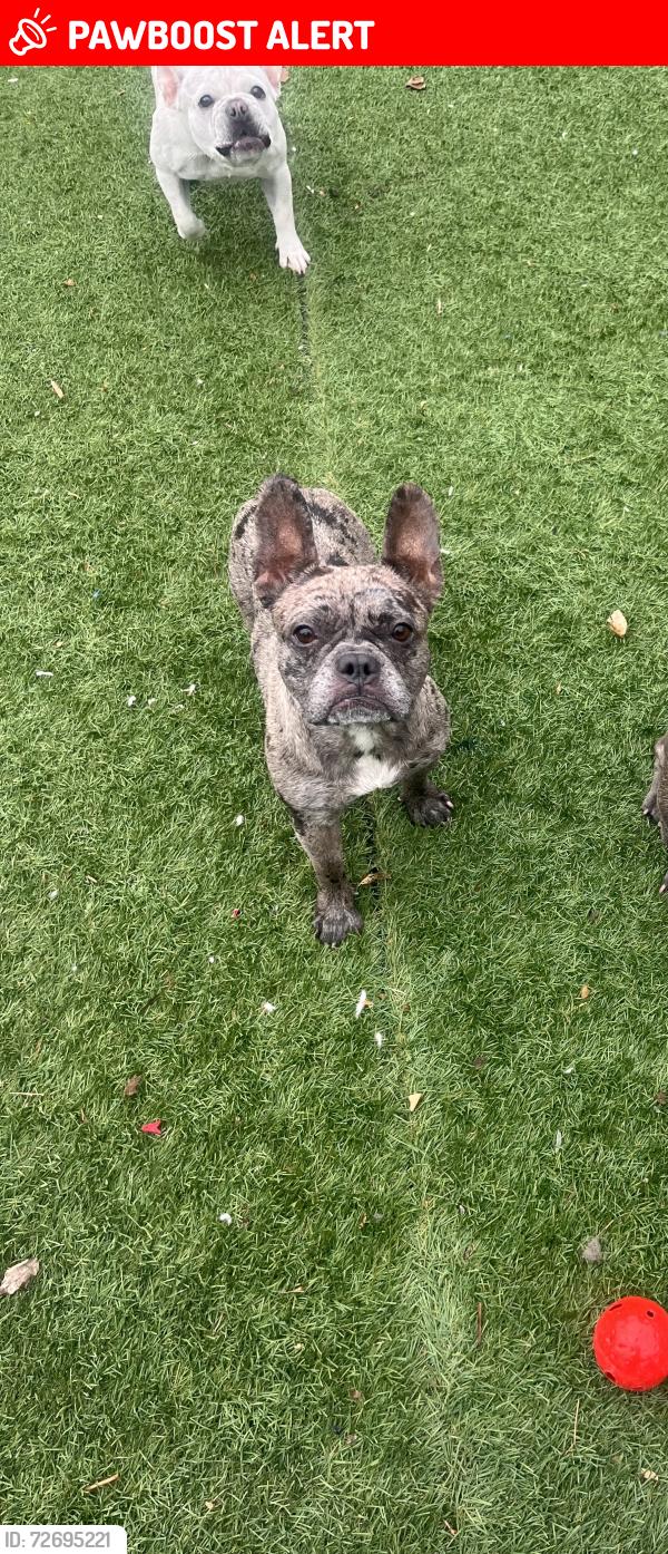 Lost Unknown Dog last seen Imperial, shoemaker, Santa Fe Springs, CA 90670