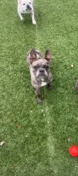 Lost Unknown Dog last seen Imperial, shoemaker, Santa Fe Springs, CA 90670