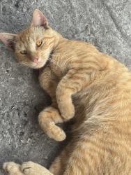 Lost Male Cat last seen Ridge Dr, Clewiston, FL 33440