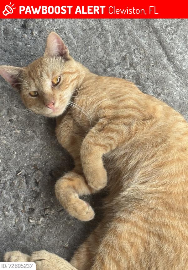 Lost Male Cat last seen Ridge Dr, Clewiston, FL 33440
